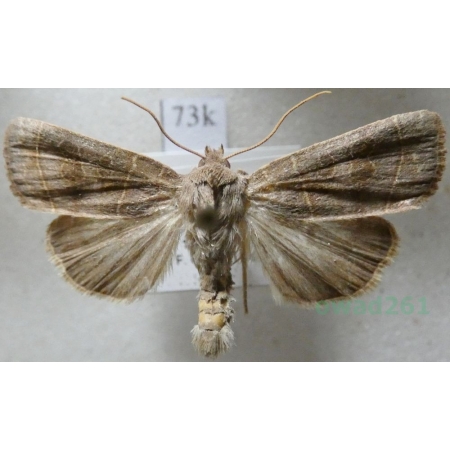 Ipimorpha subtusa (Denis & Schiffermüller, 1775) Kresówka sokorówka Belgium73k